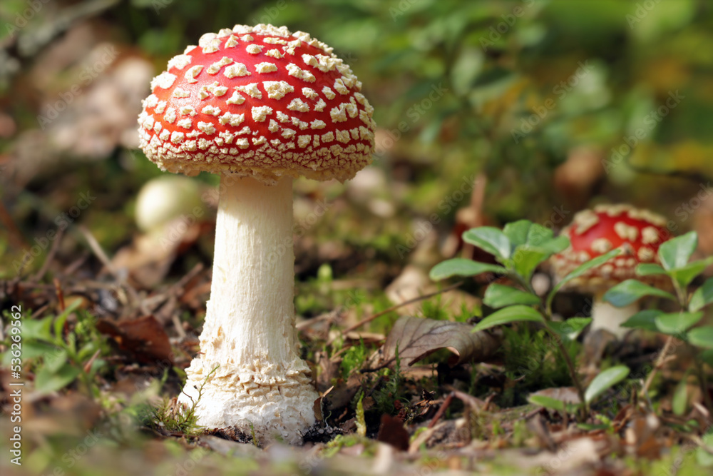 A young beautiful poisonous fly agaric mushroom grows in the forest. Its fruiting body emerges from the soil looking like white egg. Red cap, white spots. Amanita muscaria, fly amanita. A young beautiful poisonous fly agaric mushroom grows in the forest. Its fruiting body emerges from the soil looking like white egg. Red cap, white spots. Amanita muscaria, fly amanita.
