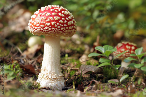 A young beautiful poisonous fly agaric mushroom grows in the forest. Its fruiting body emerges from the soil looking like white egg. Red cap, white spots. Amanita muscaria, fly amanita.