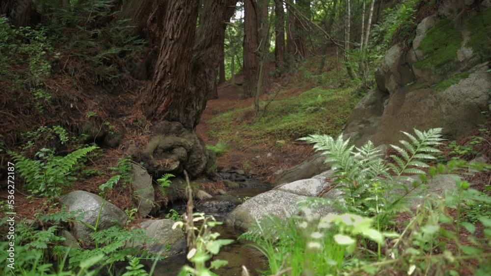 Babbling Brook flowing through Big Sur redwood forest. Babbling Brook flowing through Big Sur redwood forest.