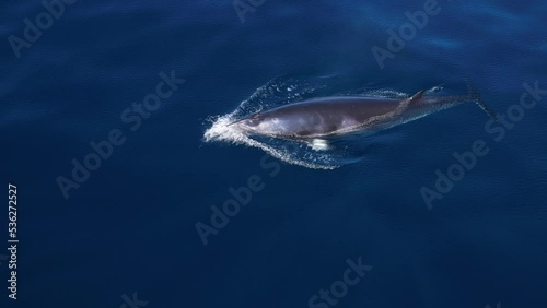 Great profile 4k shot of a Minke Whale rising to the surface for a breath near Catalina Island. photo