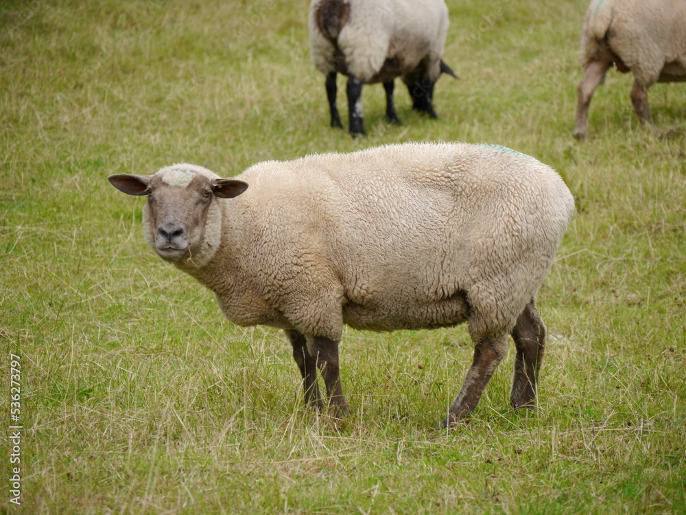 Schaf mit einer albernen Frisur Schaf mit einer albernen Frisur