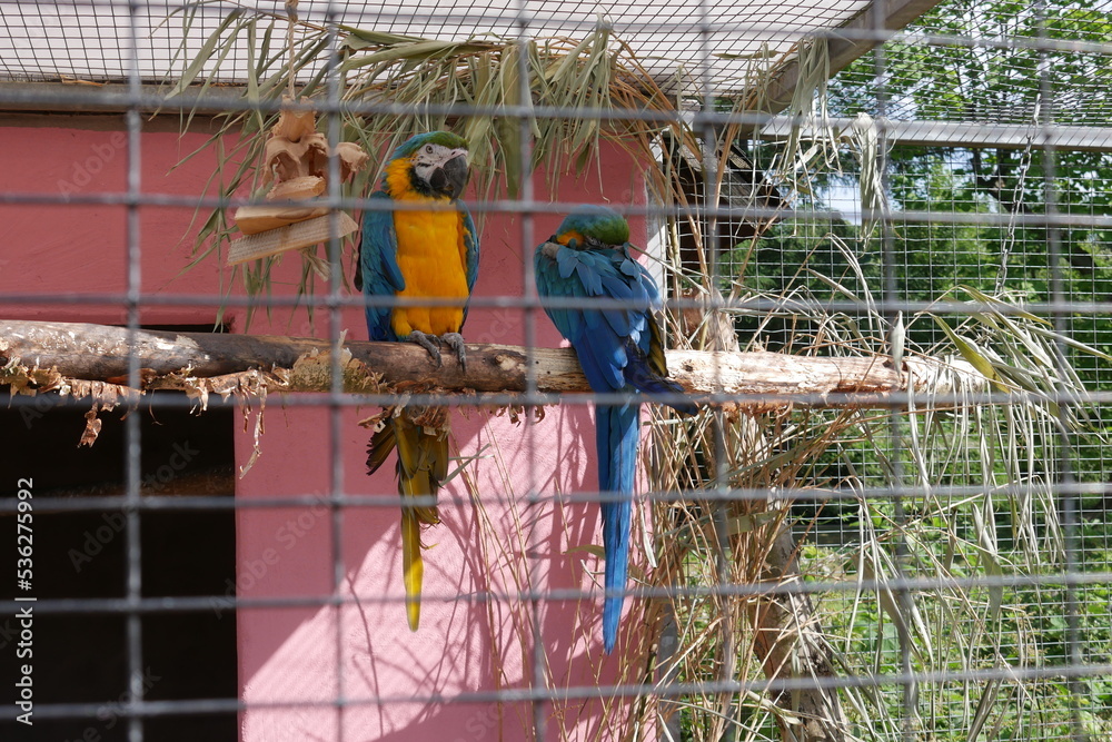 Fototapeta premium Papageien in Voliere