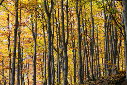 colors of the forest in autumn beech and fir trees in the modenese apennines frignano regional park photo