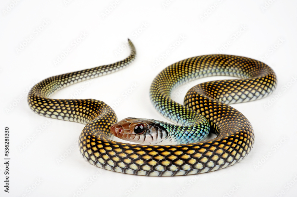 Speckled racer // Perlnatter (Drymobius margaritiferus) Speckled racer // Perlnatter (Drymobius margaritiferus)