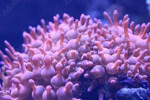 Fototapeta Naklejka Na Ścianę i Meble -  Coral 1