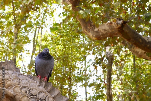 木陰の鳩と石像