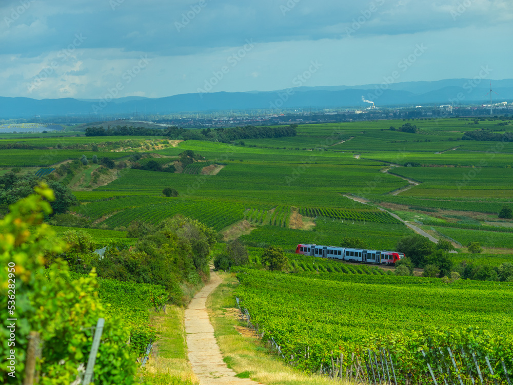 Ein Zug fährt durch die Weinberge
Herxheim am Berg in der Pfalz. 