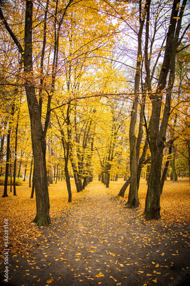 Fototapeta premium Autumn trees in the forest