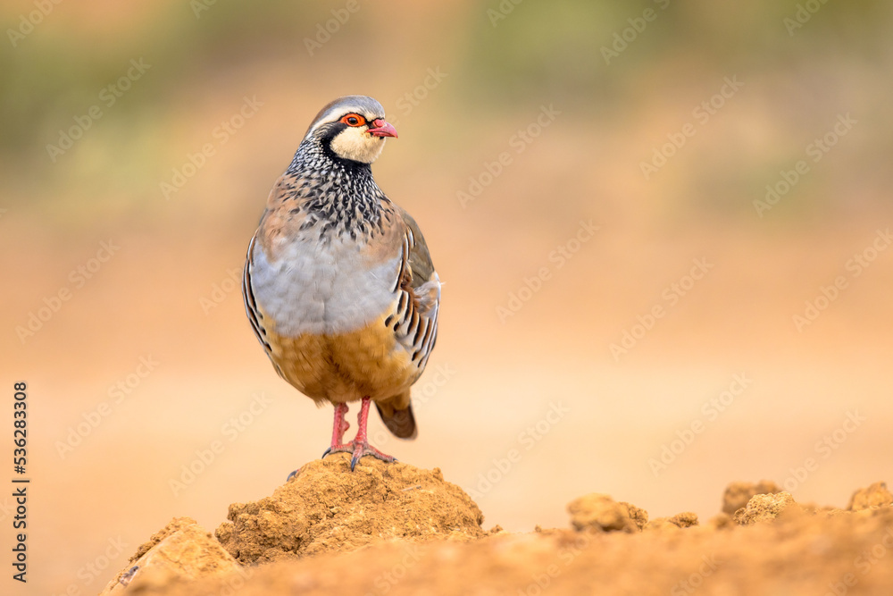 Red Legged Partridge Standing Guard Red Legged Partridge Standing Guard