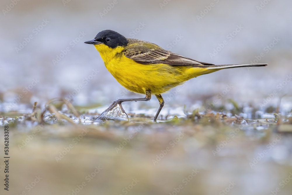 Western Yellow Wagtail bird foraging in lake Western Yellow Wagtail bird foraging in lake
