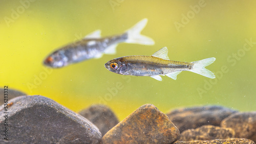 Sunbleak or belica freshwater fish photo