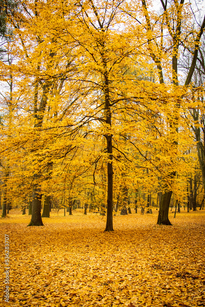 Fototapeta premium Autumn trees in the forest