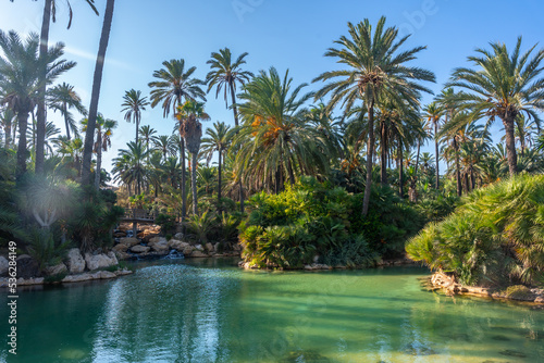 The incredible park near the city of Alicante called El Palmeral, Valencian Community © unai