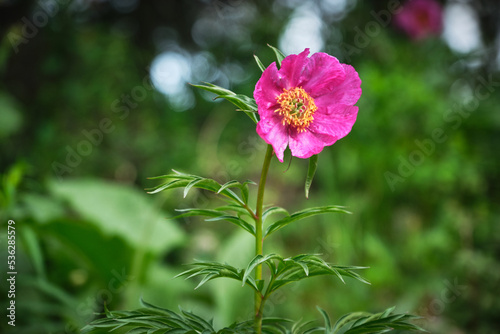 Woodland Peony flower