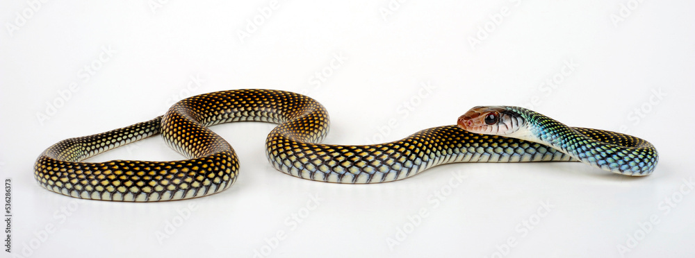 Fototapeta premium Speckled racer // Perlnatter (Drymobius margaritiferus)