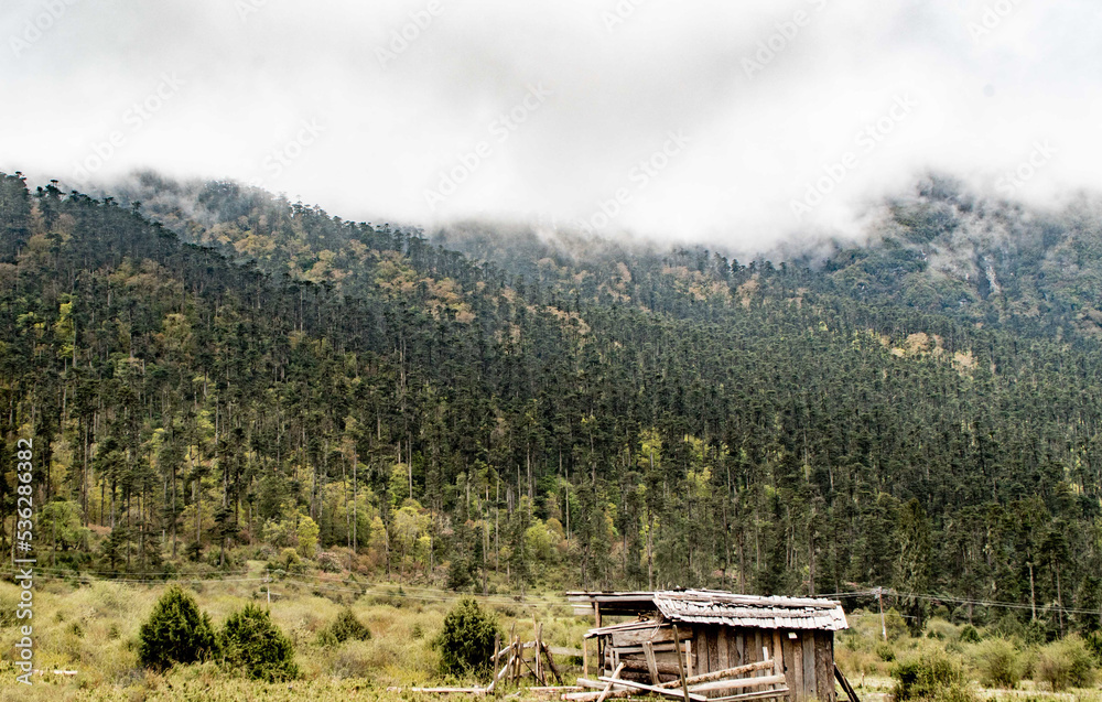 Pure fir forest stand in the mountains of Bhutan