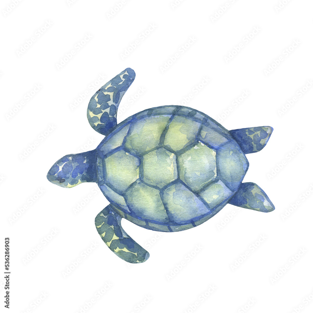 Fototapeta premium Blue and green watercolor swimming turtle on white background. Hand drawn illustration ocean or underwater animal