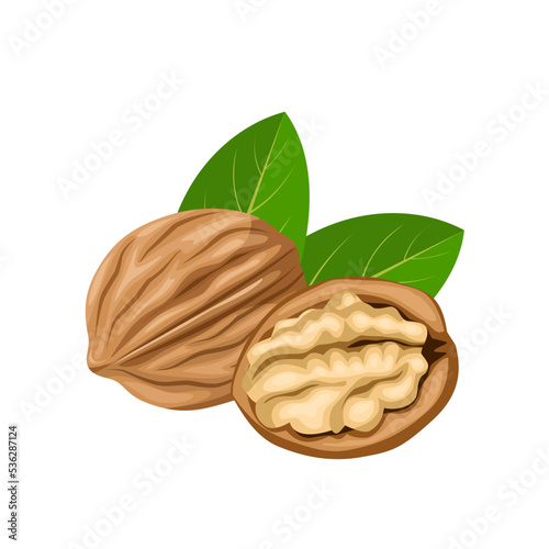 Vector illustration, walnut in shell, suitable as label or template, agricultural product packing.