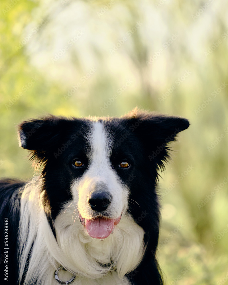 Border Collie Dog with tongue out green grass on background and copy paste space