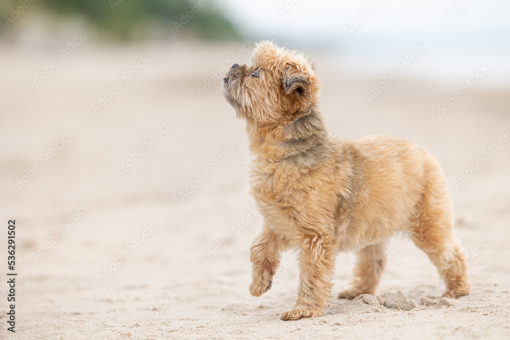 Adorable small Shih Tzu/Yorkie cross dog, standing on a sandy beach with it's one paw up, pointing