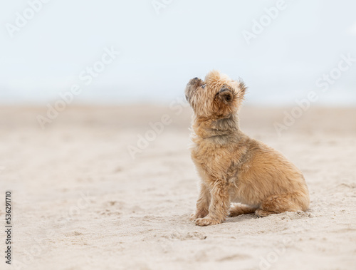 Adorable small Shih Tzu/Yorkie cross dog, sitting on a sandy beach. © Sherry Lemcke