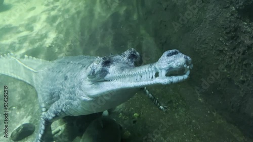 Stunning 4K Macro Footage of a Crocodile Swimming Gracefully Underwater. Stock Video 