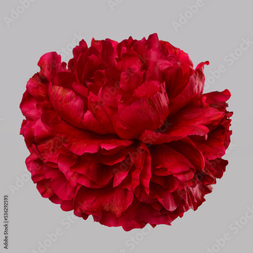 Beautiful red peony isolated on a gray background. © ksi