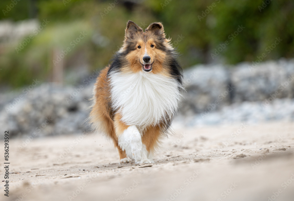 A beautiful playful Sheltie dog running on a beach. A beautiful playful Sheltie dog running on a beach.