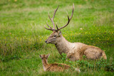 Caucasian deer in a meadow with a small