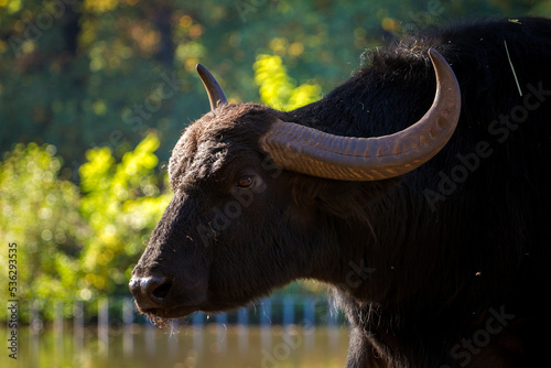 buffalo Hungarian cattle portrait in nature photo