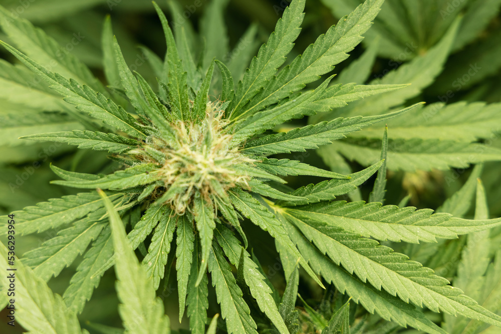 Blooming ripe Marijuana with Buds and green Leaves. Organic Cannabis Sativa Female Plants with CBD Blooming ripe Marijuana with Buds and green Leaves. Organic Cannabis Sativa Female Plants with CBD