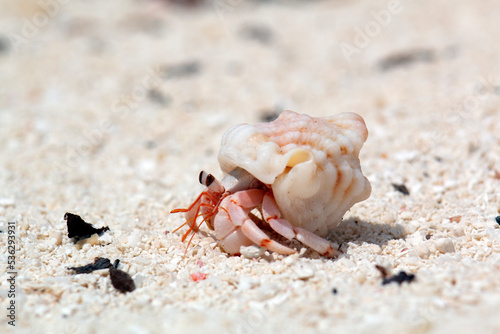 Hermit crab looks out of the shell and crawls away . Marine arthropods in the wild.