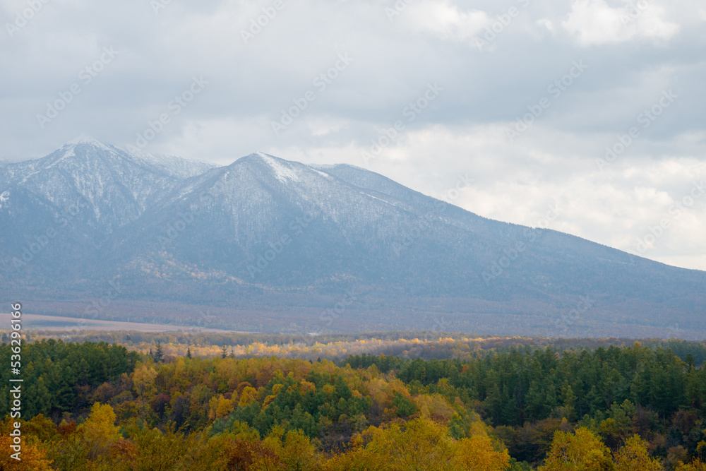 Fototapeta premium 秋の森林と冠雪の山頂 