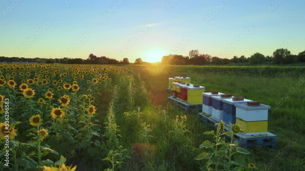 Bee Hives On Sunflower Fields On A Sunny Summer Day. dolly shot