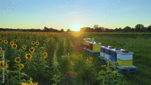 Bee Hives On Sunflower Fields On A Sunny Summer Day. dolly shot