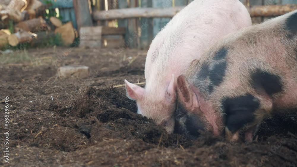 pigs on farm agribusiness. pig running on the farm on the ground slow motion video. pigs on farm business natural farming concept. pig is digging the ground pigs on farm agribusiness. pig running on the farm on the ground slow motion video. pigs on farm business natural farming concept. pig is digging the ground