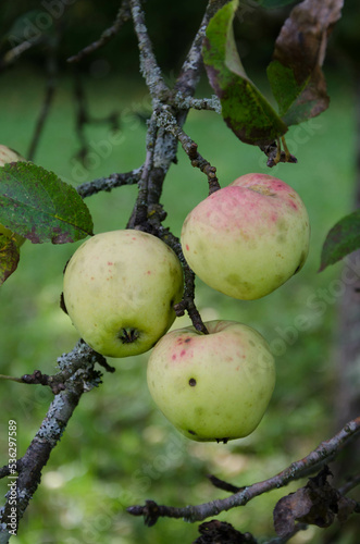 Nahaufnahme eines Apfelbaumes, drei Äpfel am Ast, Streuobstwiese im Hintergrund