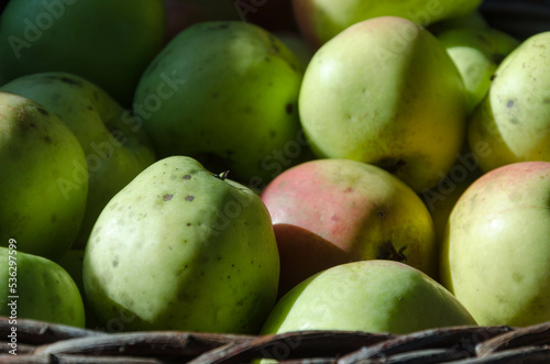 Äpfel  nach der Ernte in einem Korb, bereit zur Weiterverwertung
