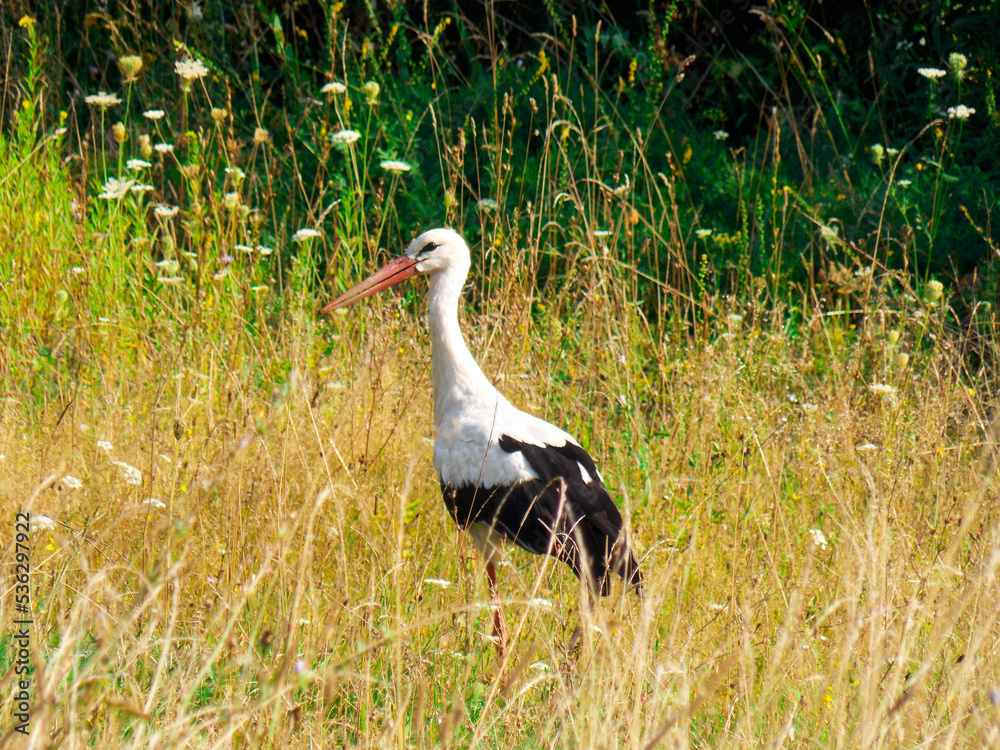 Stork on the ground in the grass. Stork bird on the field