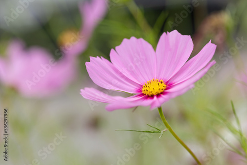 Pink Cosmos flowers in a garden © Sherry Lemcke
