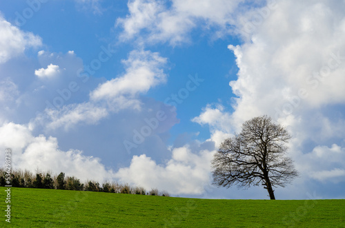 Lone tree isolated against sky in green field with copy space