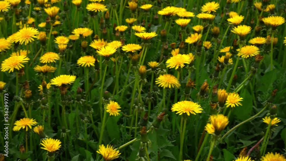 Yellow dandelions. Bright dandelion flowers on background of green spring meadows. Spring garden