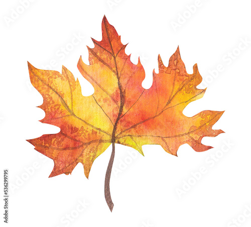 autumn maple leaf, watercolor drawing