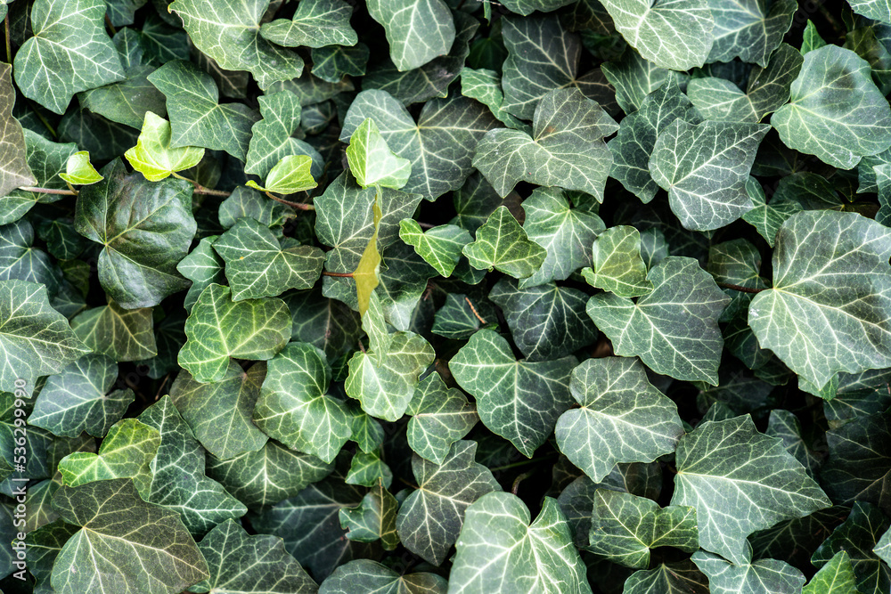 Evergreen ivy plant closeup dark background. Botanical green wallpaper with heart-shaped leaves growing on the wall Evergreen ivy plant closeup dark background. Botanical green wallpaper with heart-shaped leaves growing on the wall