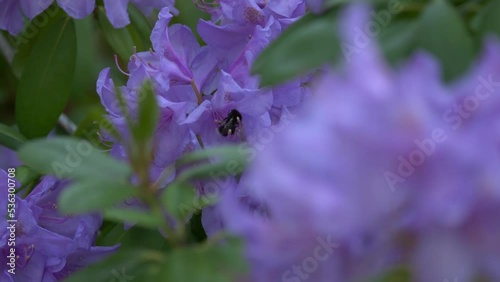Bumblebee inside the purple flower slow motion close up shot