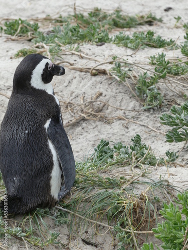 Fototapeta Naklejka Na Ścianę i Meble -  Pinguin