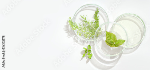  natural cosmetic research in a laboratory, petri dishes with medium, green leaves. test for efficiency in vitro, bio science, organic skin care products. Flat lay, top view, copy space.