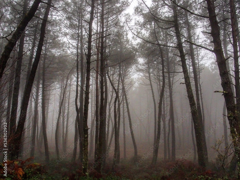 Niebla en un paisaje con árboles. Galicia