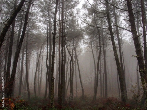 Niebla en un paisaje con árboles. Galicia