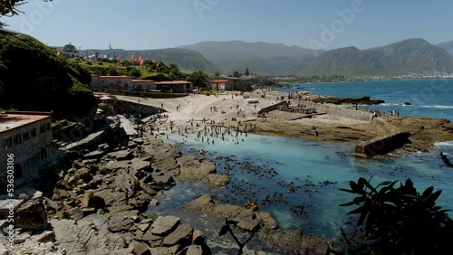 Locals swimming in clear blue water on summer day - whale festival in Hermanus photo